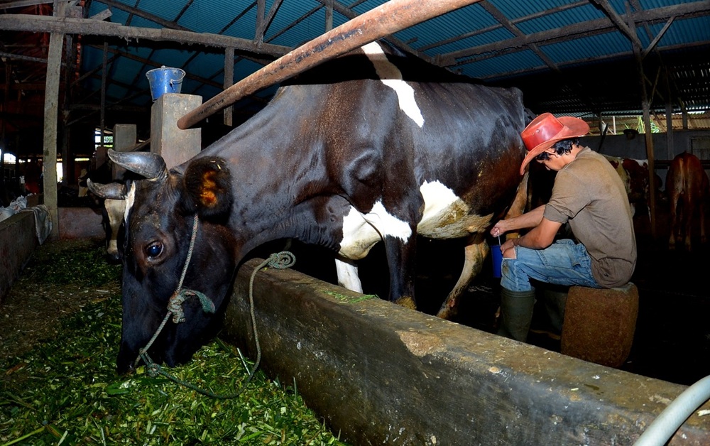 Kisah Pengusaha Pakan Ternak dari Ponorogo Ini Buktikan KUR BRI Bisa Bikin Usaha Berkembang