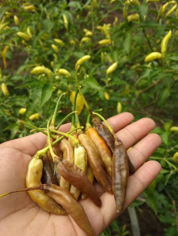 Penghujan Petani Cabai Waspada Serangan Hama