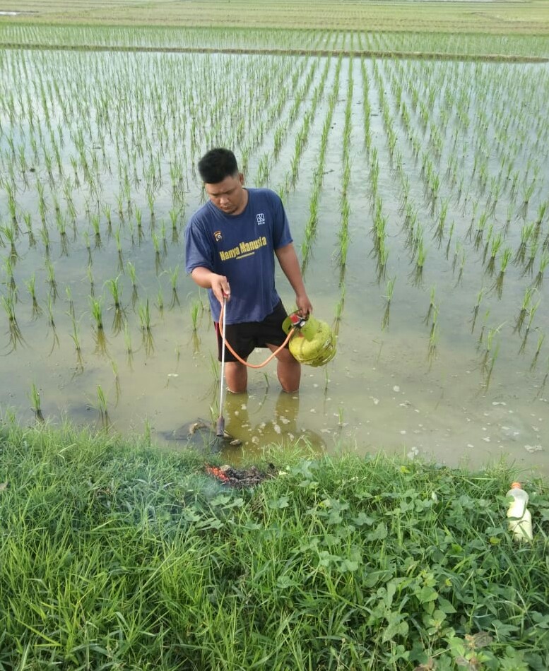 Tikus Serang Lahan Pertanian, Petani Lakukan Pengemposan