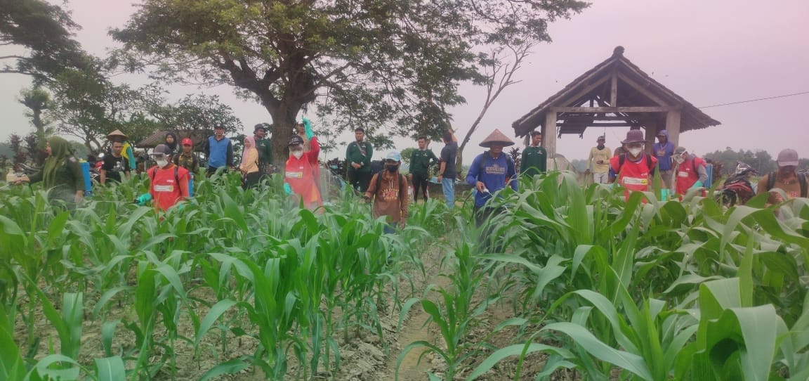 Antisipasi Serangan Hama Ulat, Petani Desa Sukamulya Lakukan Penyemprotan Massal 