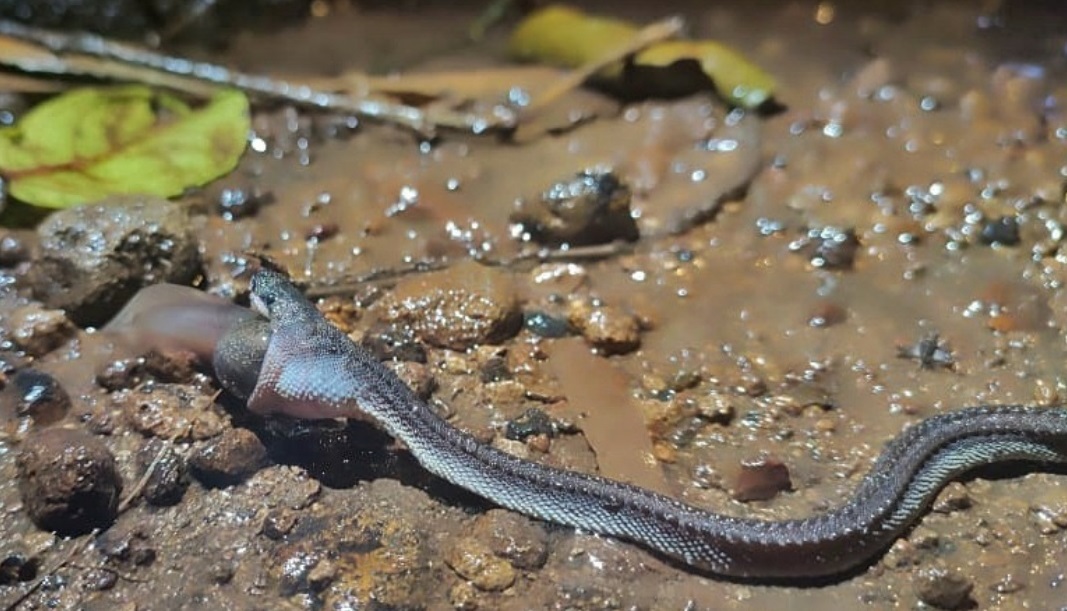 Begini Penampakan Ular Naga Jawa yang Telah Lama Dicari di Pegunungan Sanggabuana