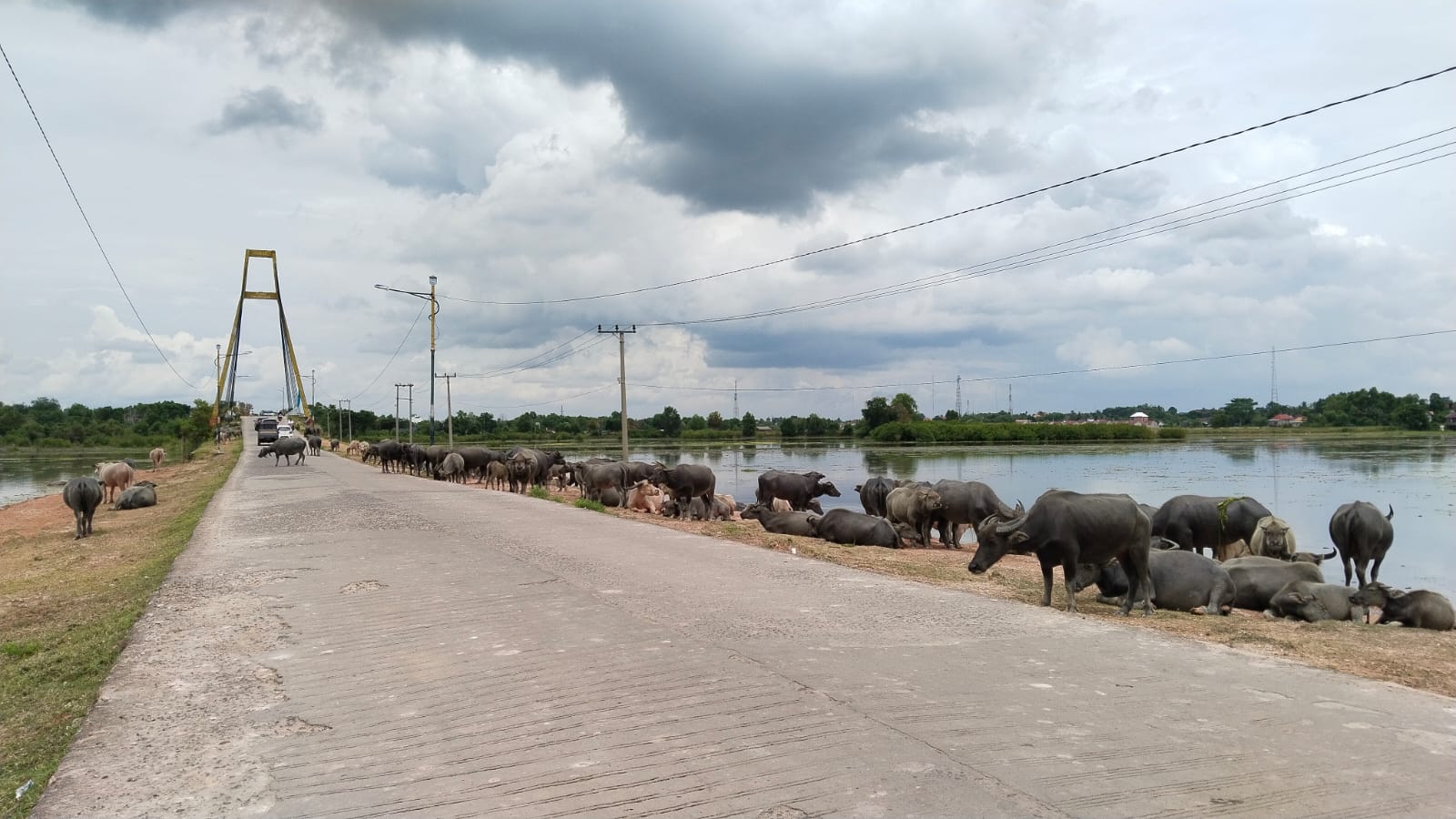 Kehadiran Kerbau Rawa Tanjung Senai Indralaya Menambah Daya Tarik Wisata di Ogan Ilir