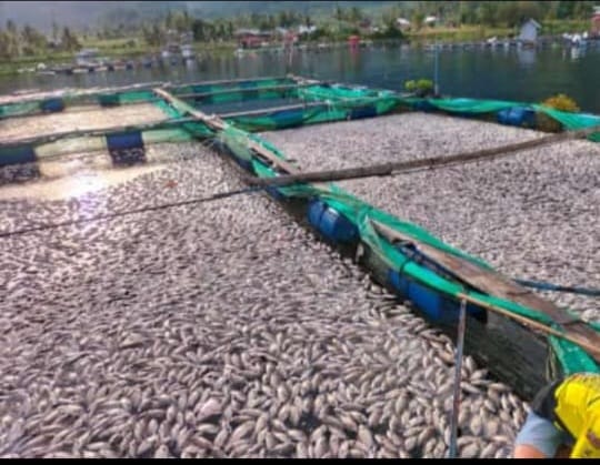 Heboh, Puluhan Ton Ikan Keramba Mati Kenapa ya