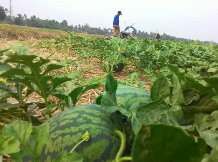 Waktu Panen yang Singkat, Semangka Cocok di Tanam Saat Kemarau 