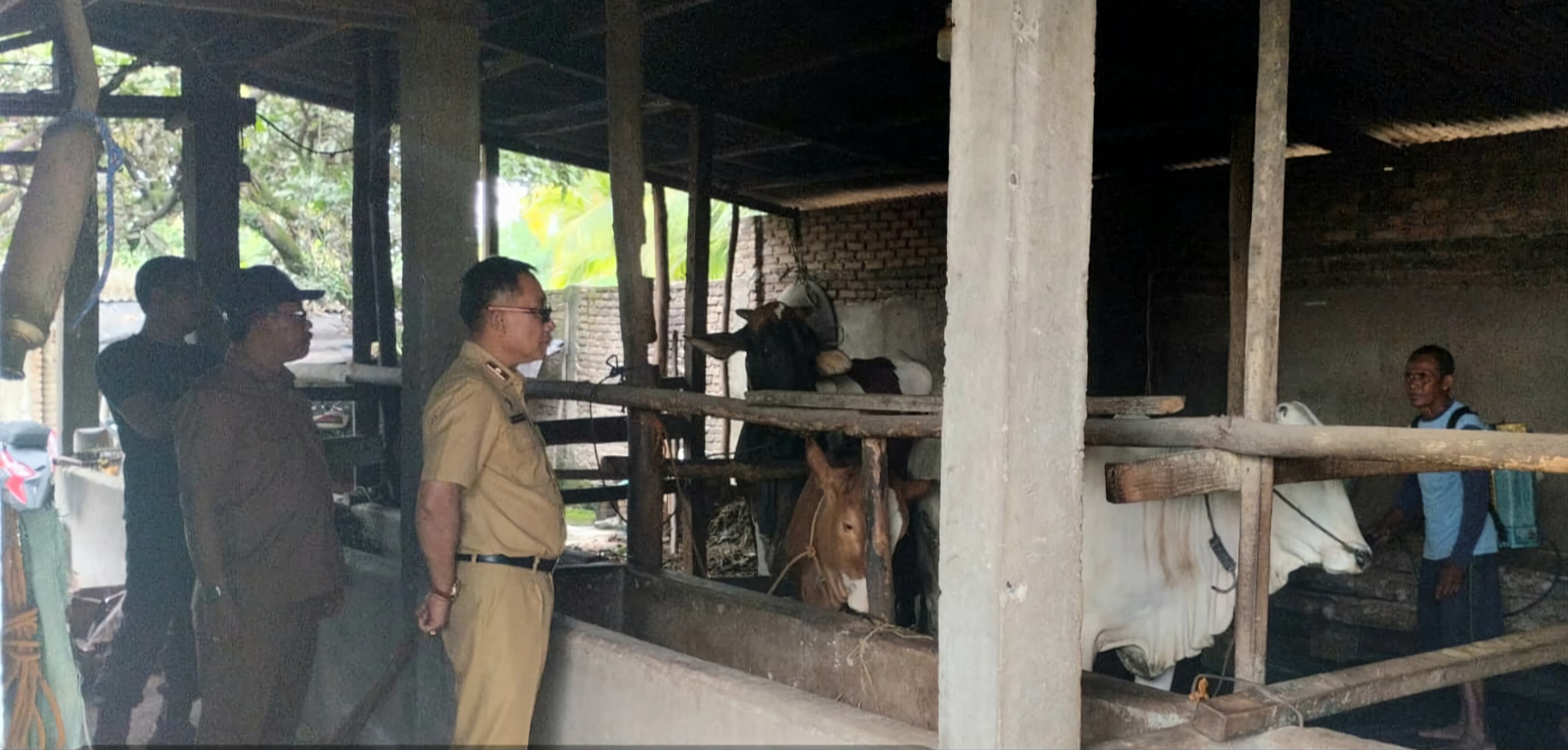 Antisipasi Penyakit PMK, Diskannak OKU Timur Gelar Vaksinasi Hingga Bagikan Vitamin 