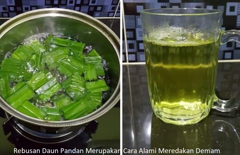 Mengonsumsi Rebusan Daun Pandan Merupakan Cara Alami Meredakan Demam