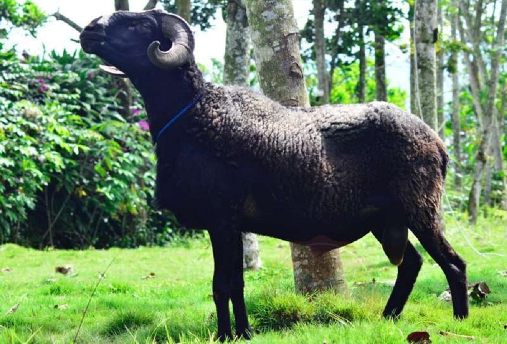 4 Hal yang Harus Diperhatikan Ketika Membeli Kambing Qurban