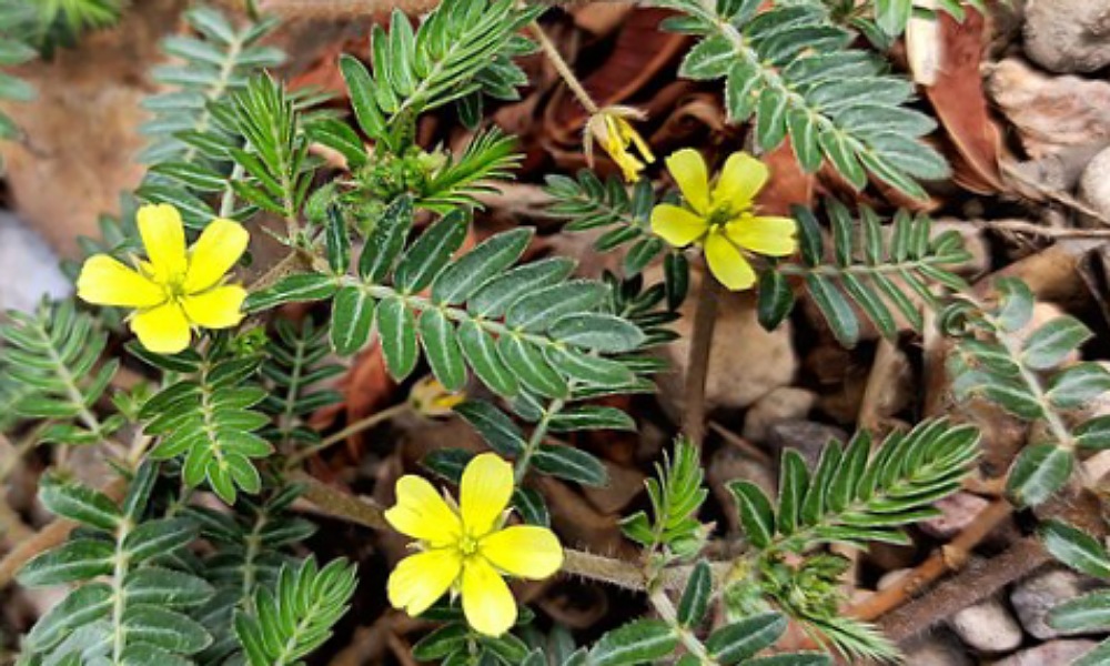 Mengenal Rujak Polo, 'Viagra Alami' yang Populer di Pasar Herbal Indonesia