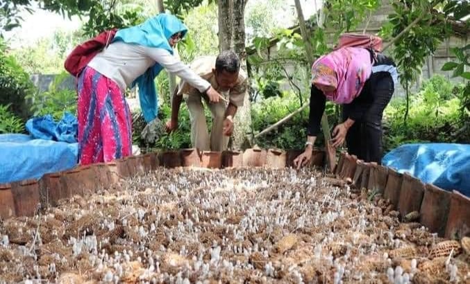 Kreatif, Pemuda Ini Manfaatkan Limbah Jagung Jadi Peluang Bisnis, Hasilnya Menggiurkan  