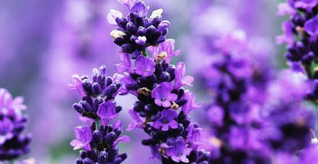 Selain Menjadi Aromaterapi, Bunga Lavender Solusi Alami yang Efektif Untuk Meredakan Nyeri Menstruasi