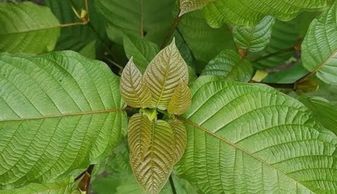 Menambah Stamina Tubuh dengan Duan Kratom: Alternatif Alami yang Semakin Populer