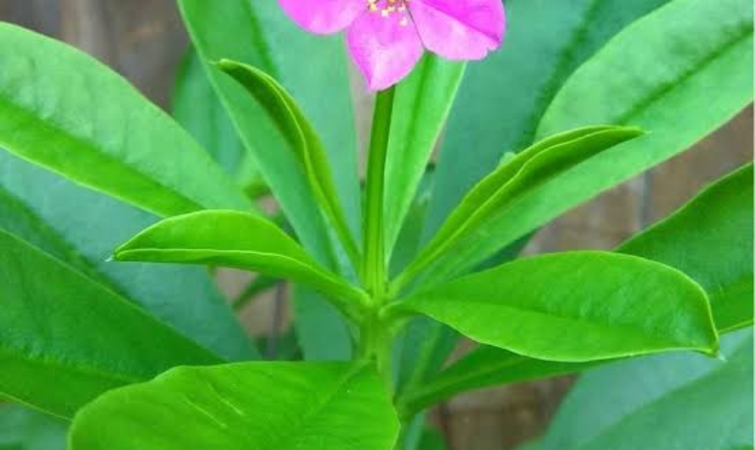 Menjaga Kesehatan Jantung dengan Daun Gingseng Jawa: Solusi Alami yang Efektif
