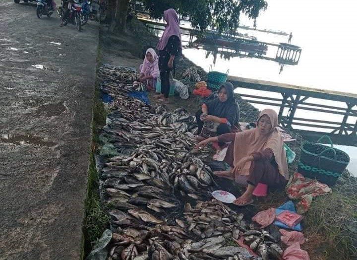 Lagi, Penomena Ikan Mabok Terulang di Danau Ranau