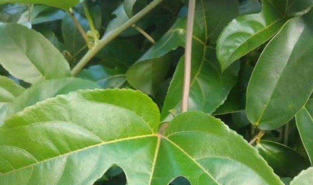 Siapa Sangka Daun Merkisa Memiliki Berpotensi Dalam Menurunkan Tekanan Darah Tinggi, Simak Selengkapnya