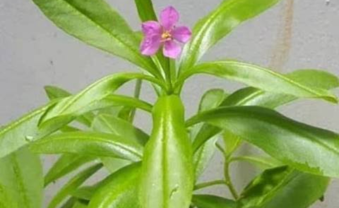 Solusi Alami, Ini Manfaat Tanaman Ginseng Jawa Dalam Mencegah Kelelahan