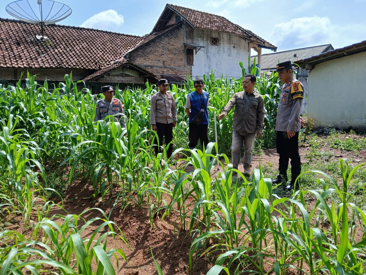 Kapolsek BP Peliung IPTU Wilson Cek Penanaman Jagung