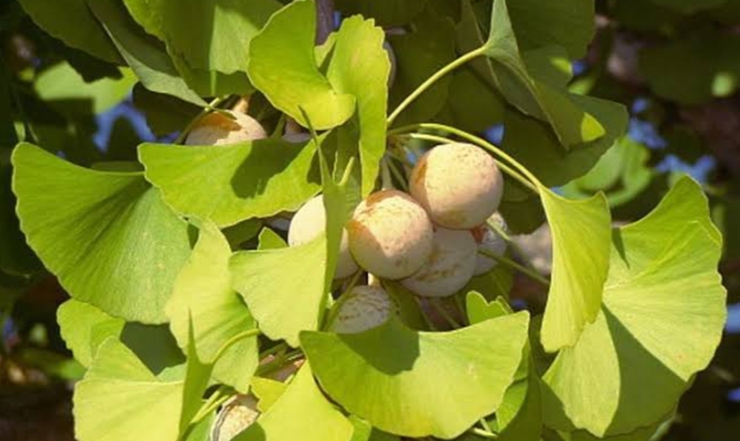 Mengatasi Sakit Kepala dengan Daun Ginkgo Biloba: Solusi Alami yang Menjanjikan