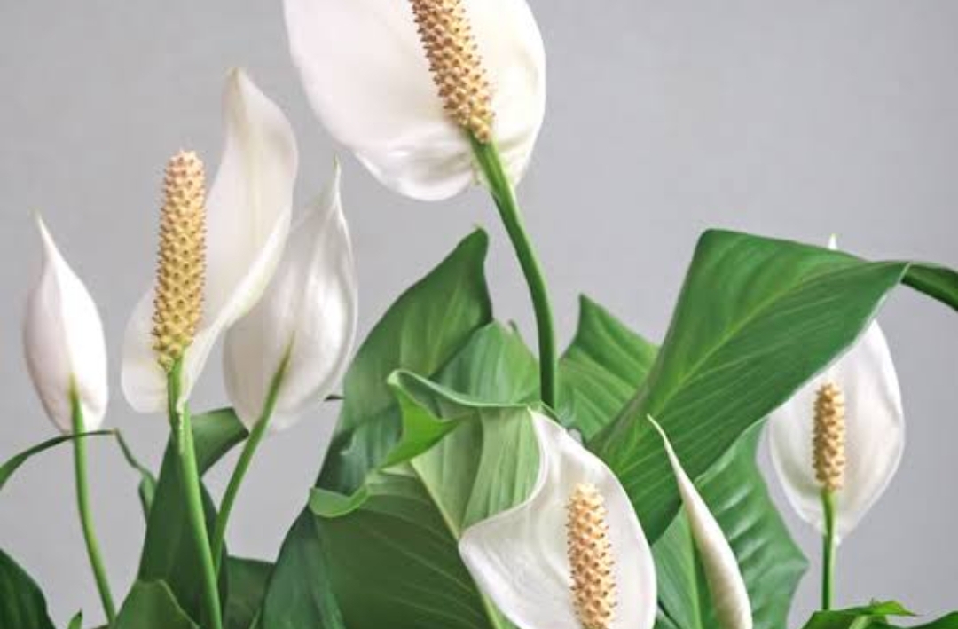 Bunga Peace Lily: Solusi Alami untuk Menyaring Udara di Dalam Ruangan