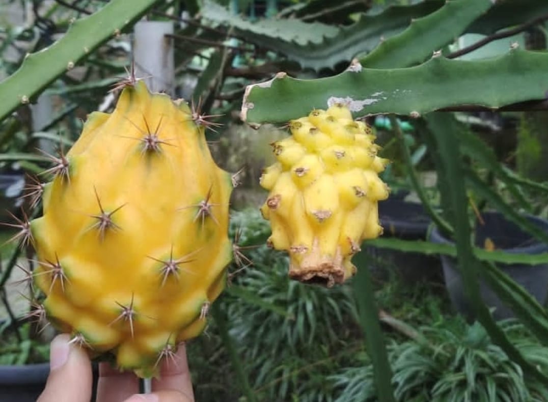 7 Manfaat Buah Naga Kuning untuk Kesehatan, Selain Menyegarkan dan Bergizi