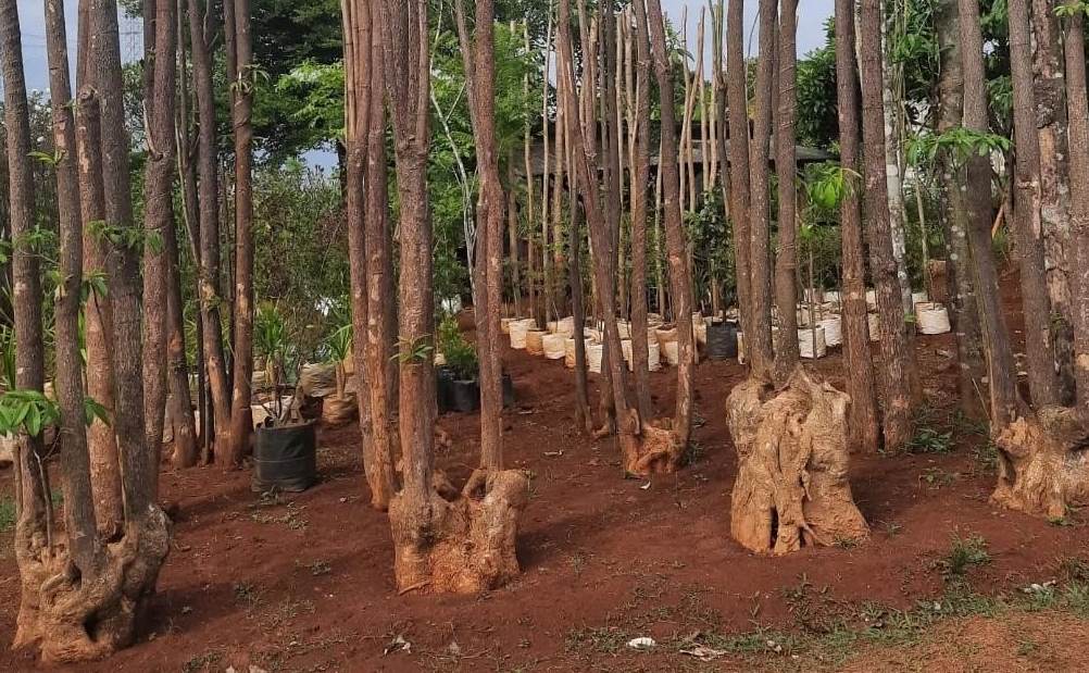 5 Manfaat Pohon Pule bagi Kesehatan, Selain untuk Penghijauan