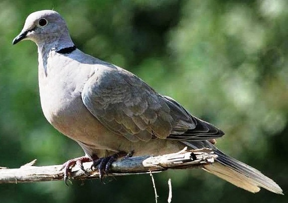 Mudah Berkembang  Biak, Burung Puter Memiliki Keistimewaan Tersendiri