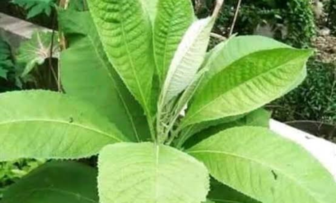 Teh Daun Sembung: Solusi Alami untuk Mengobati Magh
