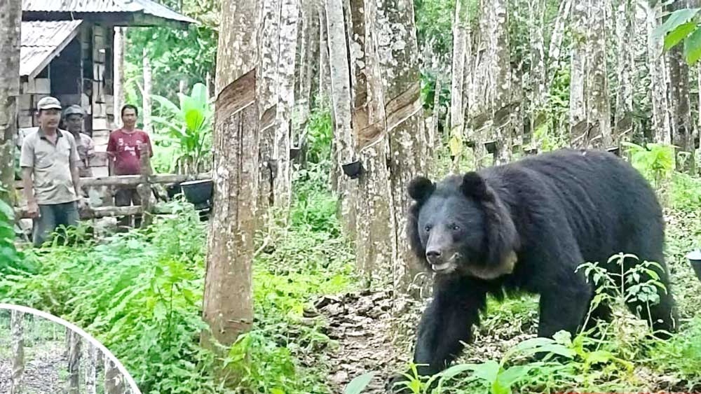 Teror Beruang di Kebun Karet Resahkan Warga Banjar Sari OKU