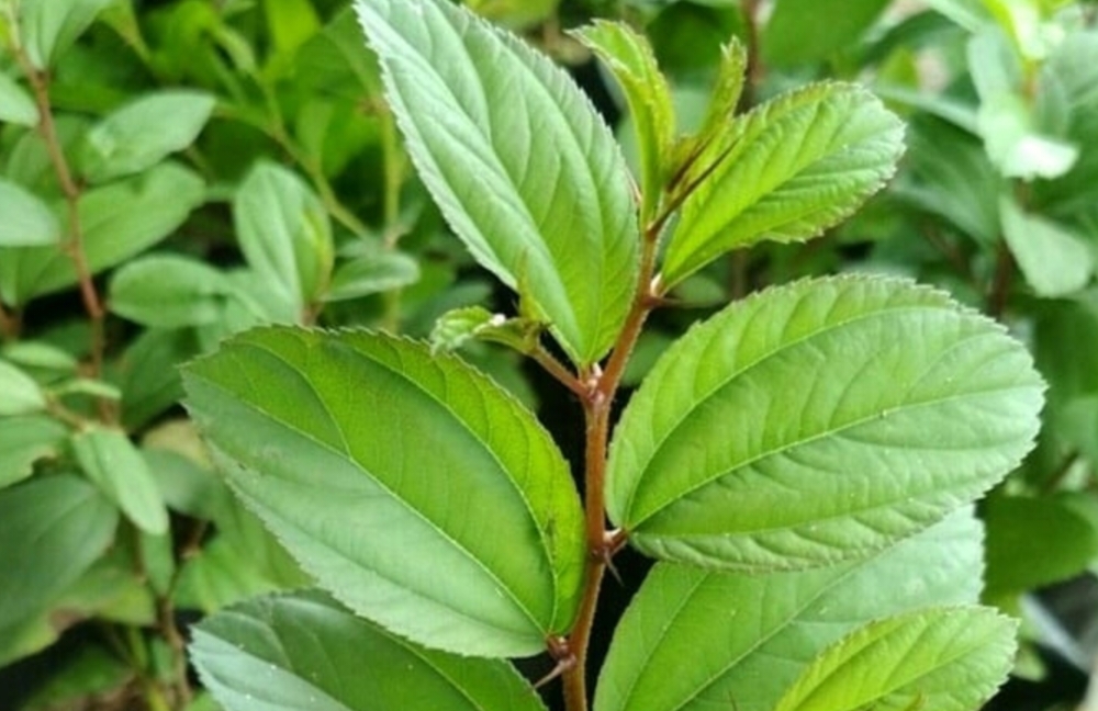 Hilangkan Rambut Rontok dengan Terapi Daun Bidara yang Alami dan Efektif