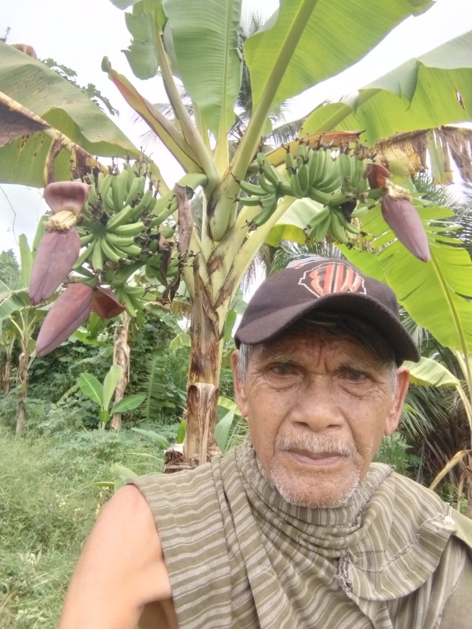 Unik, Pohon Pisang Jenis Ambon di OKU Timur Berbuah 3 Tandan