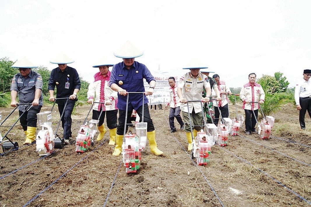 Potensi Luar Biasa, Tanam Jagung Tumpang Sari dengan Pola Corporate Framin