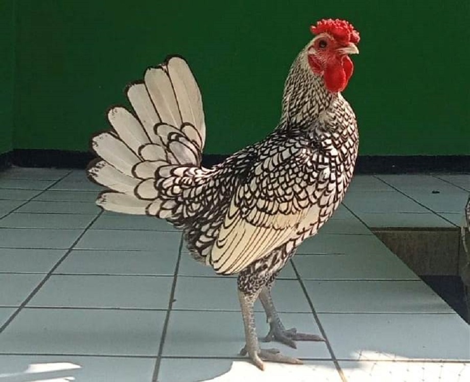 Cantiknya, Ini 5 Rekomendasi Ayam Hias yang bisa Dikoleksi di Rumah