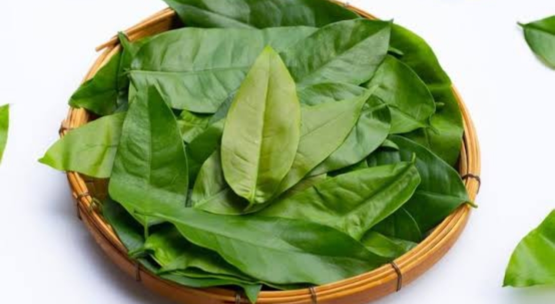 Meredakan Nyeri Dengan Daun Melinjo, Solusi Alami yang Menawarkan potensi manfaat kesehatan