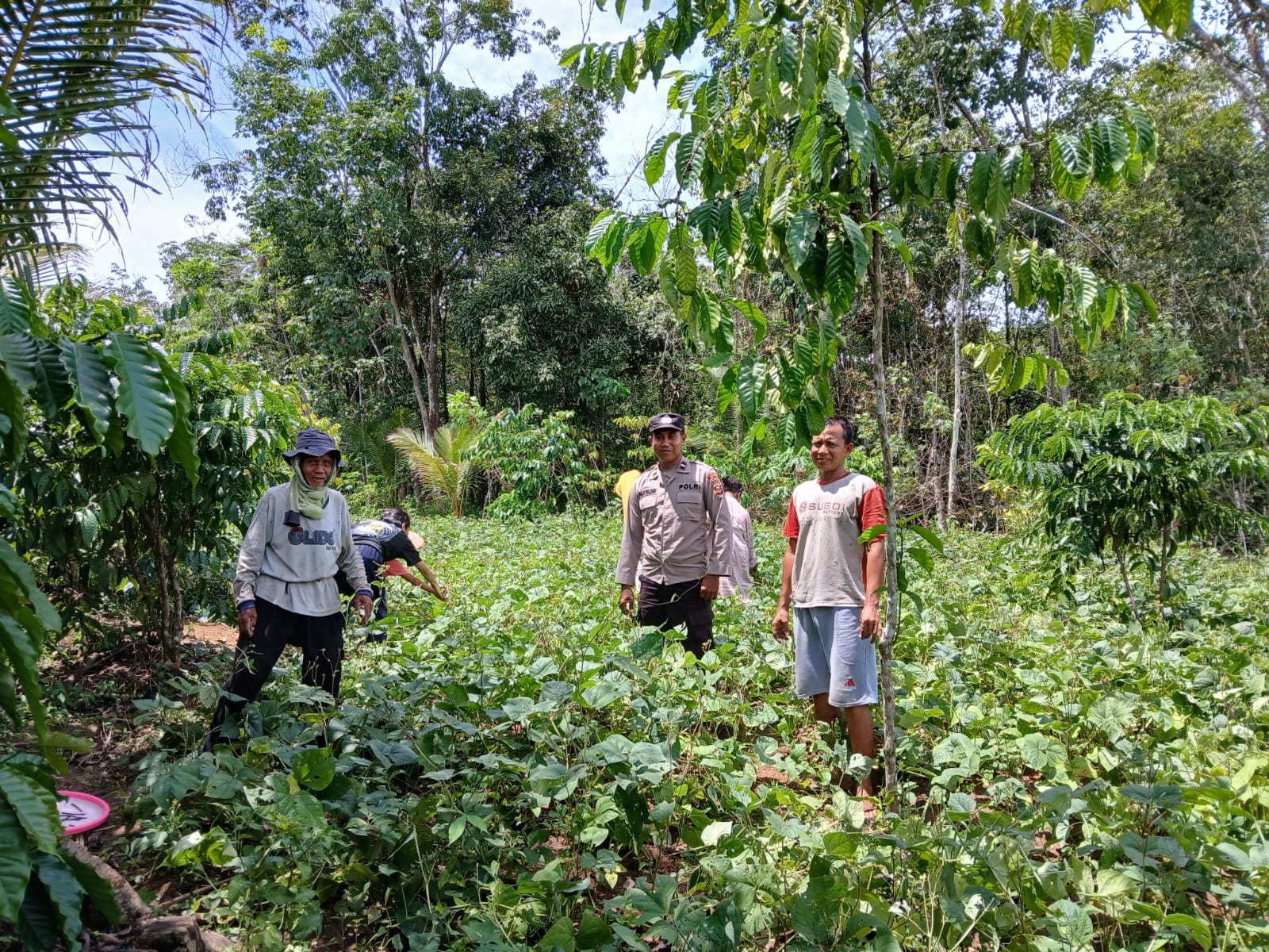 Dukung Program Pangan Nasional, Polsek BP Peliung Kontrol Pertumbuhan Tanaman Kacang