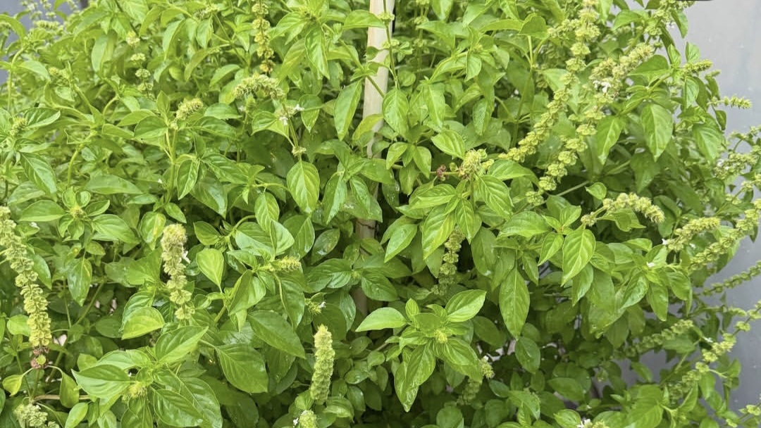 Manfaat Kemangi Bagi Kesehatan Tubuh, Banyak yang Belum Tau