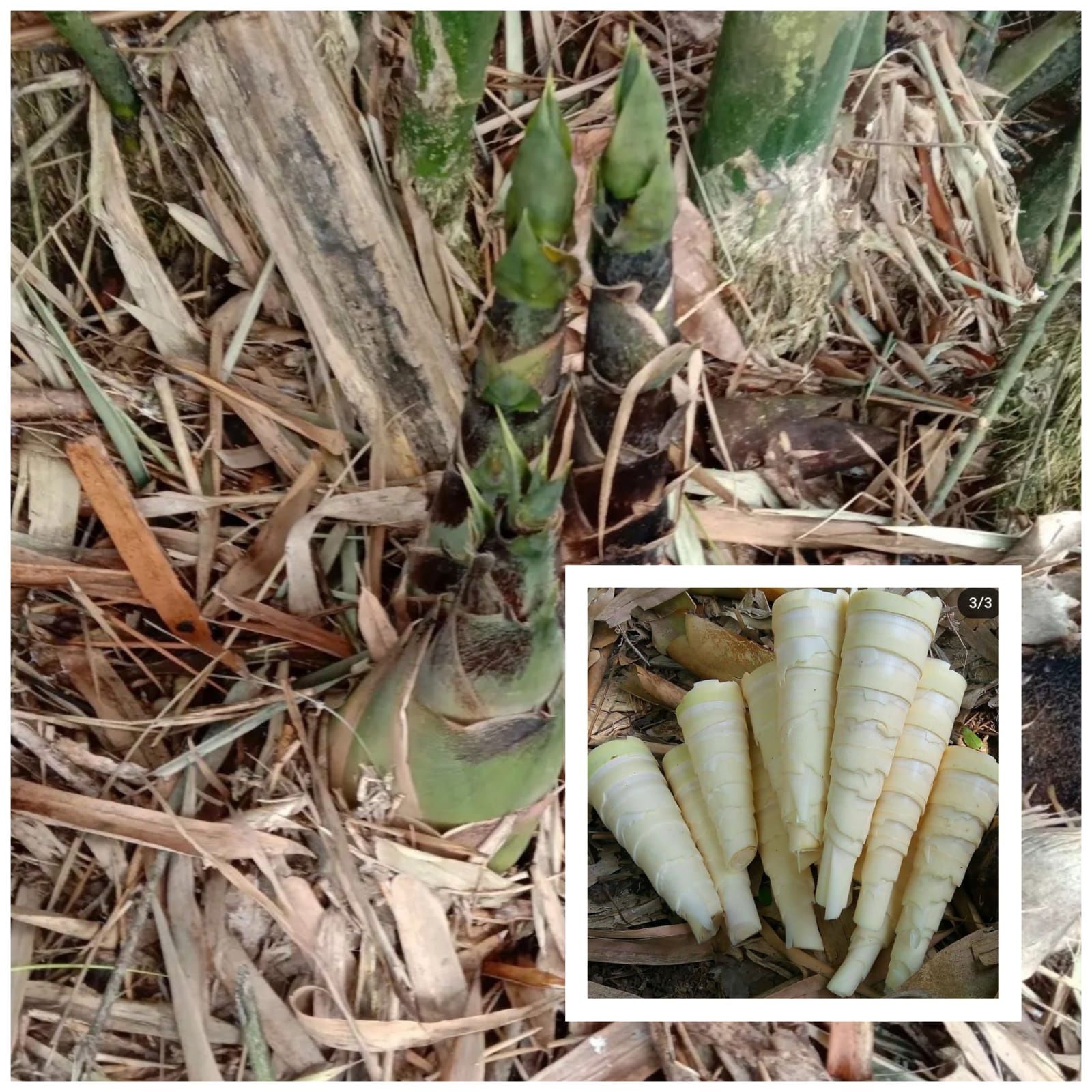 9 Manfaat Rebung si Bambu Muda Bagi Kesehatan, Salah Satunya Dapat Menjaga Kulit agar Tetap Glowing