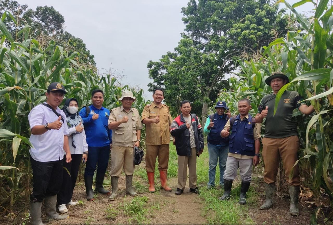 Petani Sumringah Harga Jagung Kering Naik