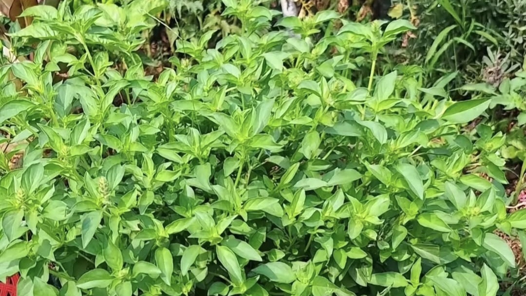 8 Manfaat Kemangi, Salah Satunya Dapat Menjaga Kesehatan Kulit