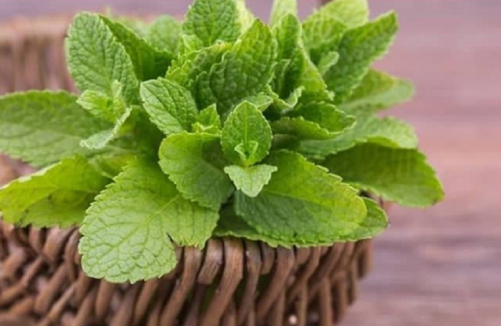 Rebusan Daun Peppermint: Solusi Efektif untuk Menurunkan Berat Badan