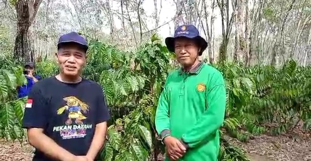 Petani Kopi Karang Manik Satu-satunya yang Dapat Pupuk Bersubsidi di Belitang II 