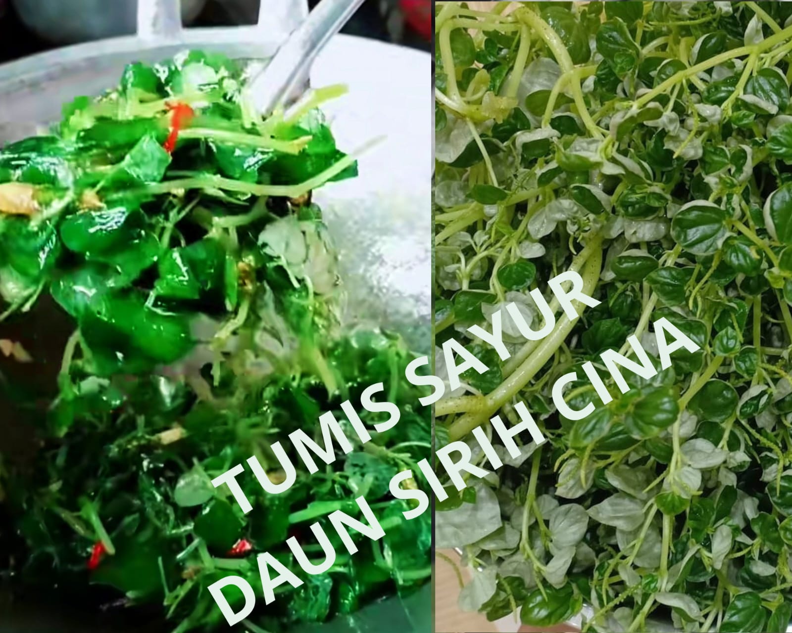 Lezat,  Begini Resep Tumis Daun Sirih Cina Ternyata  Punya 22 Manfaat Nomor 10 Banyak Disukai Wanita 