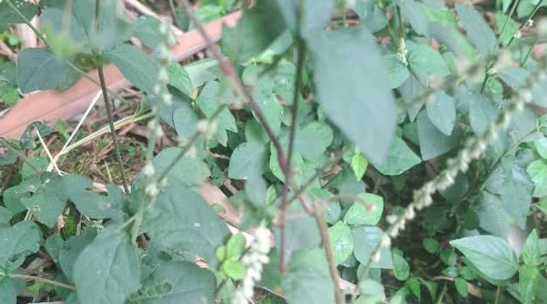 Inilah Manfaat dari Daun Jarong untuk Kesehatan Tubuh