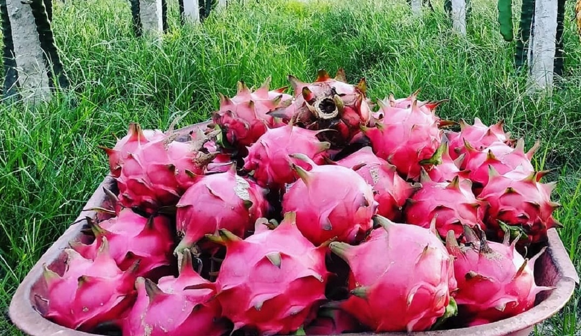 6 Nutrisi dan Manfaat Alami Mengkonsumsi Buah Naga, Redakan Batuk dan Flu Secara Cepat