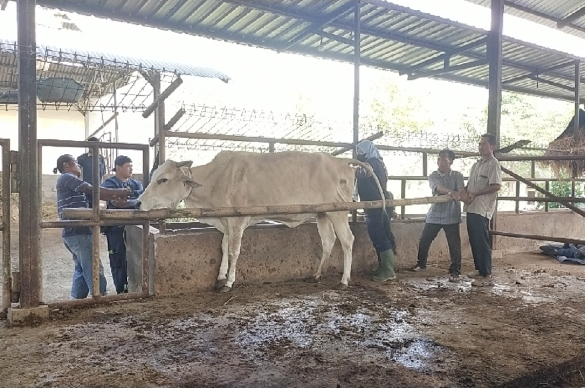 Sosialisasi dan Vaksinasi Penyakit Zoonosis pada Sapi yang dapat Ditularkan Hewan ke Manusia