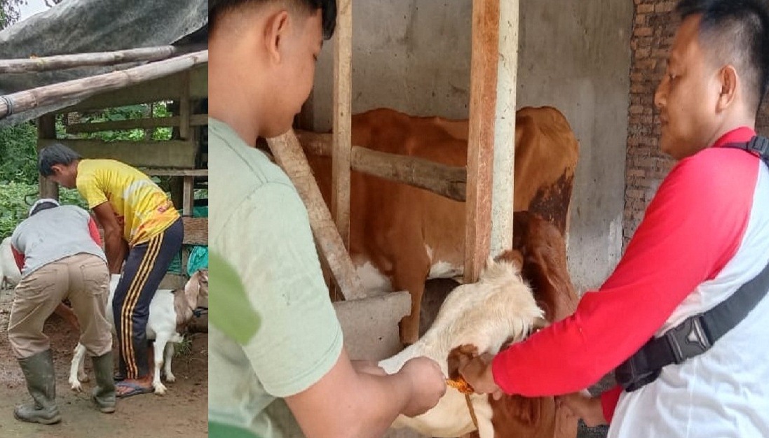 Cegah Penyakit Hewan, Terus Lakukan Vaksin Terhadap Ternak Sapi dan Kambing 