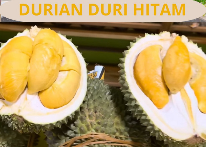 Durian Duri Hitam Varietas Unggul Selain Musang King, Begini Cara Budidaya untuk Pemula