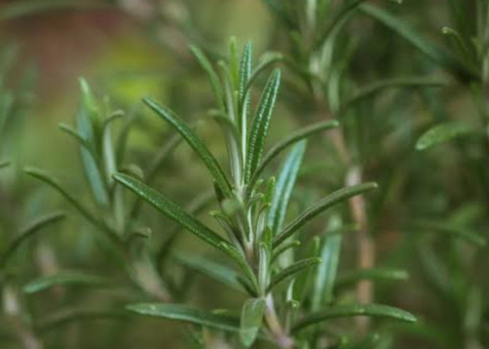 Ingin Meningkatkan Meningkatkan Pertumbuhan Rambut? Daun Rosemary Menjadi Alternatif