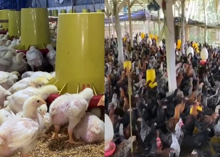 Bikin Untung Berlipat, Ini Pakan yang Bisa Buat Bobot Ayam Naik Menjadi Montok