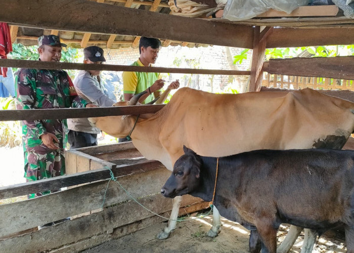 Dinas Peternakan Terus Lakukan Vaksin Terhadap Ternak