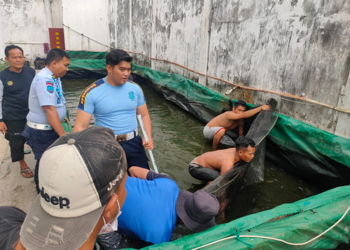 Sukseskan Program Budidaya, Lapas Martapura Panen Ratusan Kilogram Ikan Lele di Brangdgang