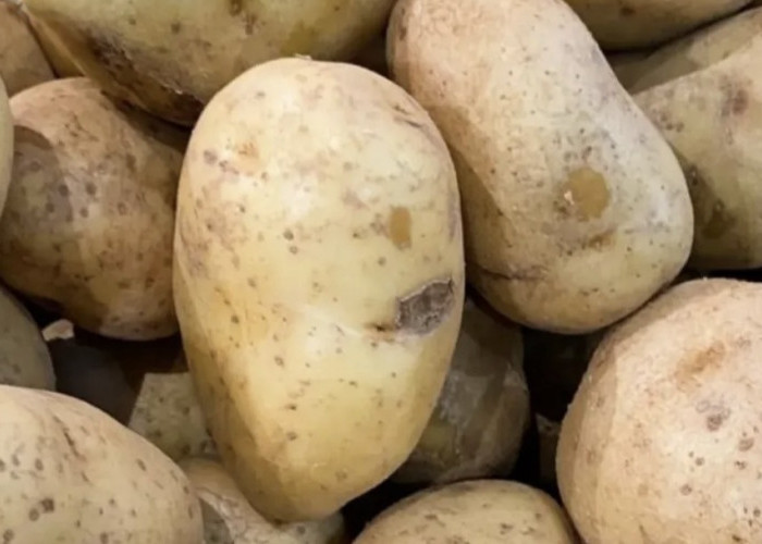 Kentang,Sumber Energi yang Kaya Manfaat Kesehatan 